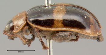 Media type: image; Entomology 19177   Aspect: habitus lateral view